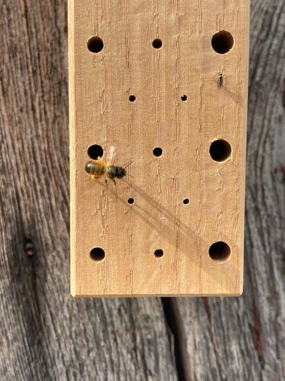 Bienenblock